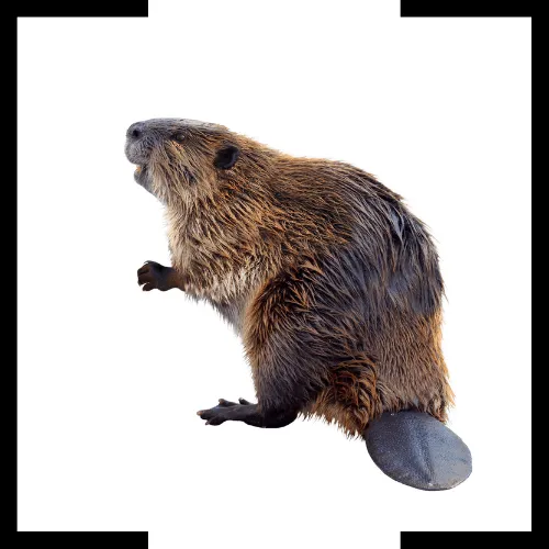 beaver