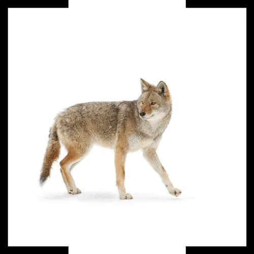 coyote