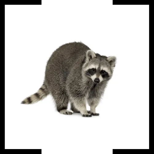 raccoon